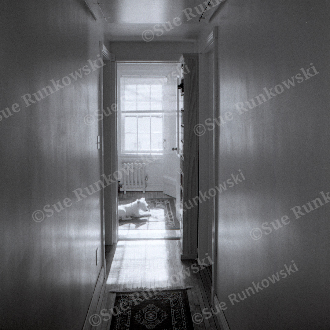 Moody black-and-white fine art photograph of a quiet hallway leading to a sunlit room, where a white dog rests.