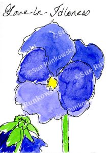 A pen and ink illustration of a blue and purple pansy flower, featuring delicate petals and vibrant color.