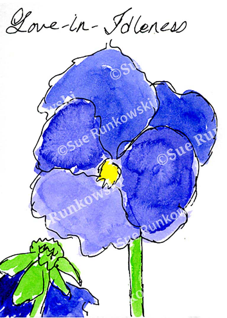 A pen and ink illustration of a blue and purple pansy flower, featuring delicate petals and vibrant color.