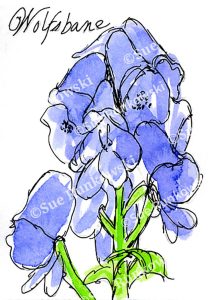 pen and ink illustration of a blue and purple wolfsbane flower, featuring delicate petals and vibrant color.