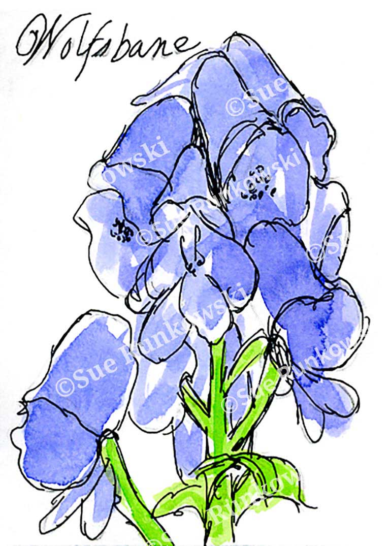 pen and ink illustration of a blue and purple wolfsbane flower, featuring delicate petals and vibrant color.