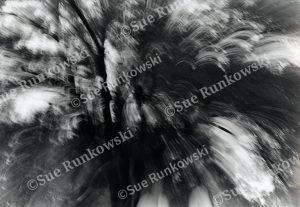 Black-and-white photograph of trees and bushes seen through a dining room window, rendered with motion blur.