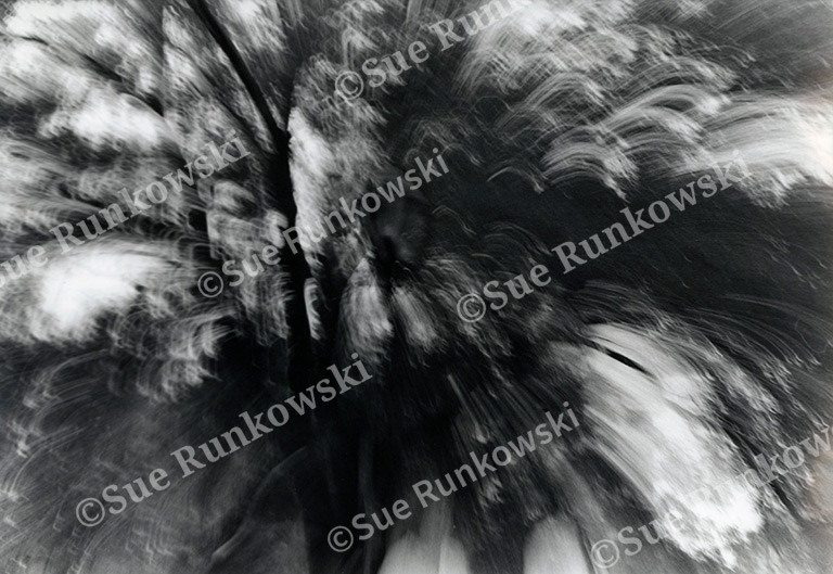 Black-and-white photograph of trees and bushes seen through a dining room window, rendered with motion blur.