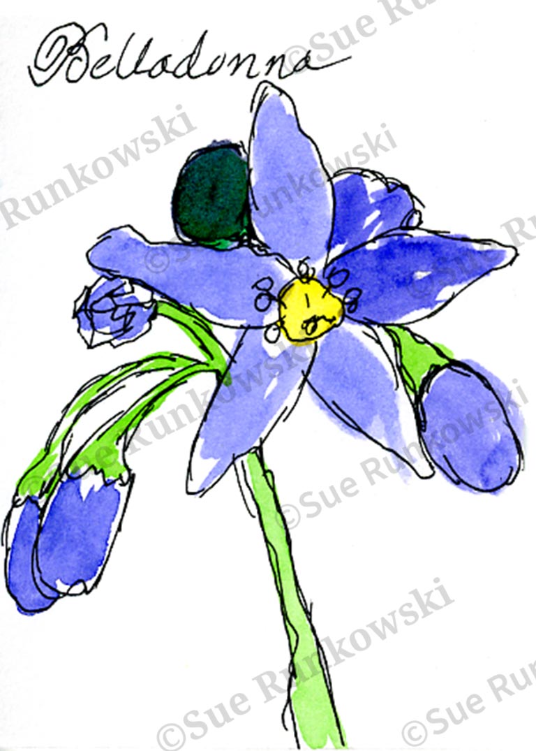 pen and ink illustration of a purple Belladonna flower, featuring delicate petals and vibrant color.