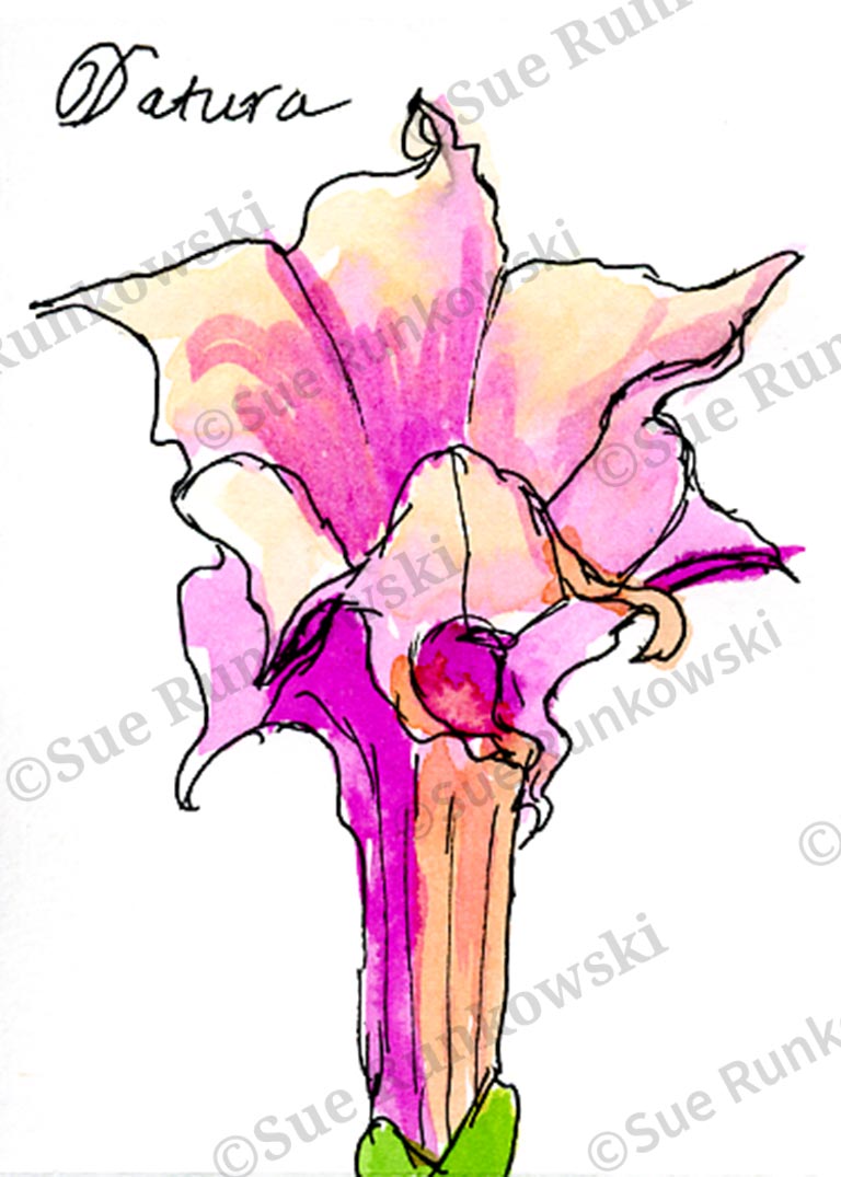 pen and ink illustration of a pink and orange Datura flower, featuring delicate petals and vibrant color.