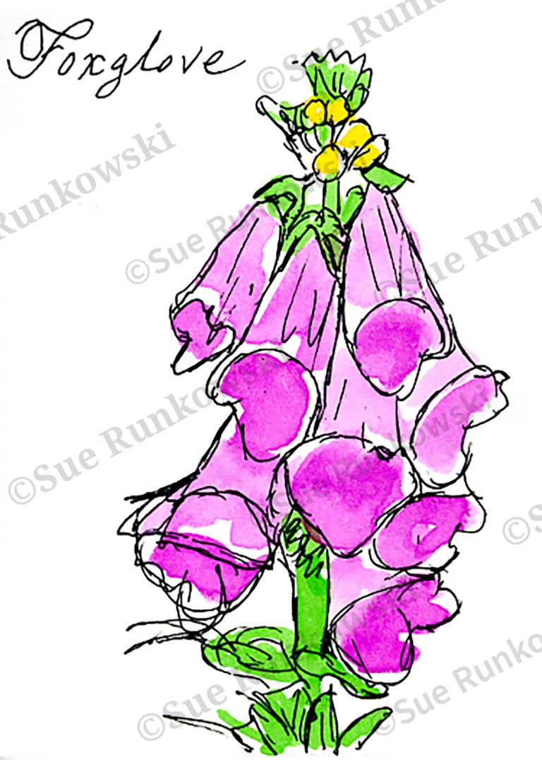 pen and ink illustration of a pink Foxglove flower, featuring delicate petals and vibrant color.
