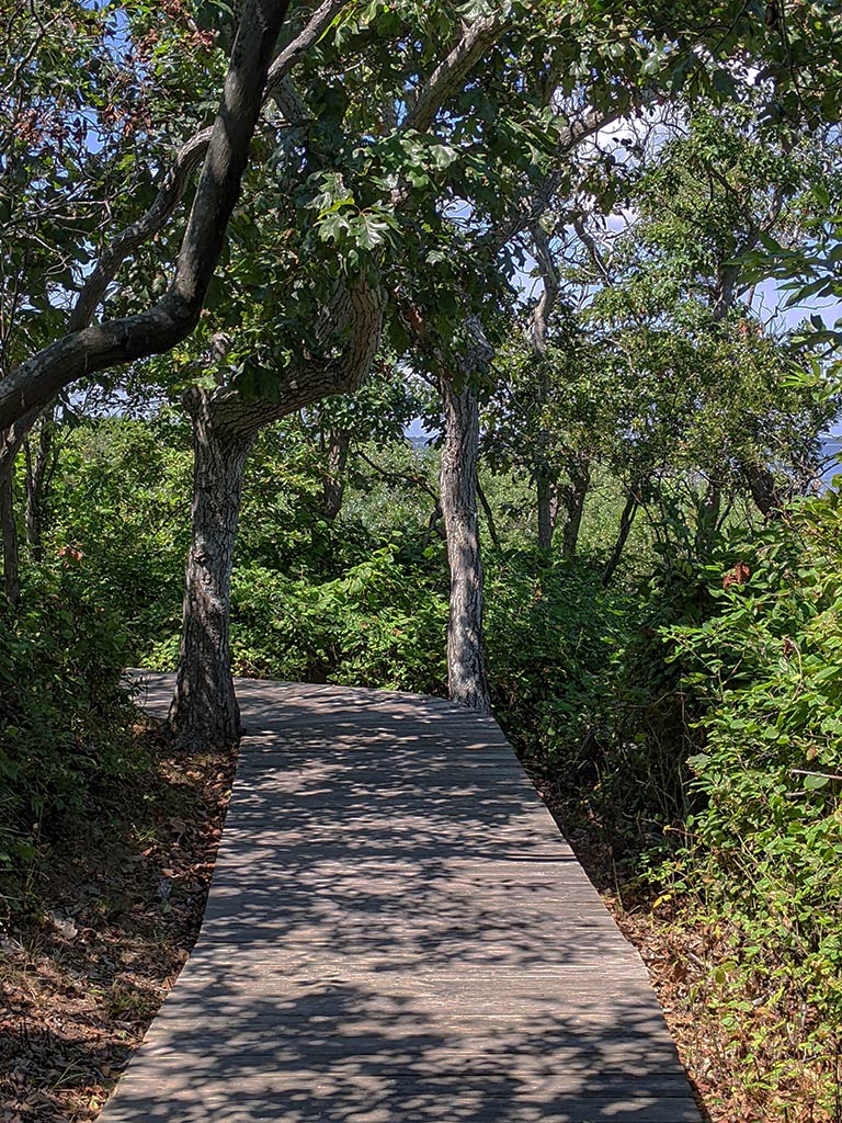 Wooden boardwalk trail through dense forest, shaded woodland path, nature trail surrounded by green trees and foliage, sun-dappled walkway, forest landscape, outdoor hiking path, natural park setting, scenic woodland scenery, tranquil nature environment, eco trail boardwalk, forest floor vegetation, peaceful nature walk, summer forest pathway, outdoor nature photography.